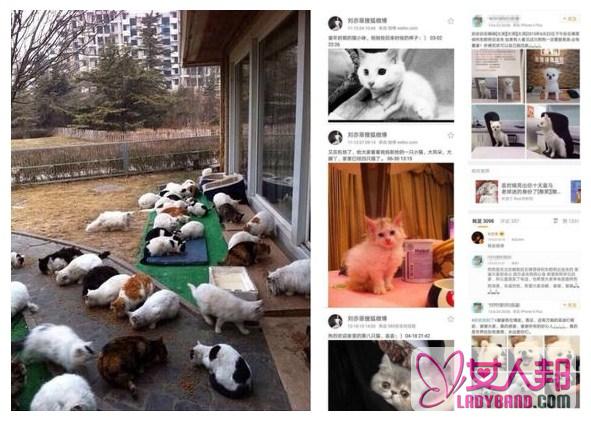 >暖哭！刘亦菲收养几十只流浪猫狗，爱心爆棚让人感动！