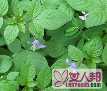 >【白花菜的功效与作用】白花菜的价格_白花菜的做法