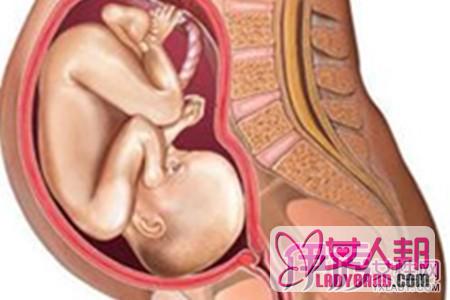 >怀孕八个多月胎儿图片 两个方面让你了解婴儿的发育过程