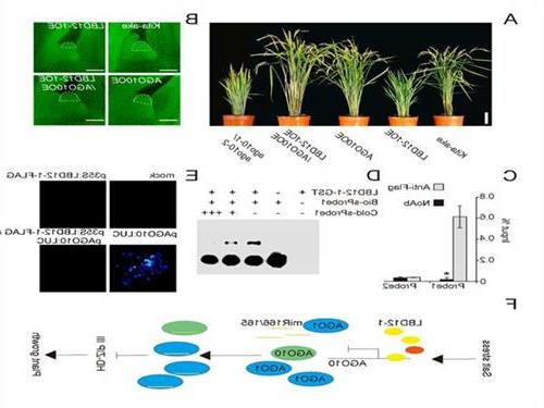 Plant Physiol:南京农业大学万建民研究组发表水稻茎尖分生组织调控机制研究论文