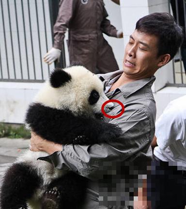 张译母亲节晒熊猫袭胸照，中外公益明星中只有他最“惨”