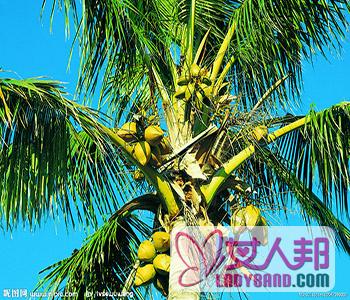 【椰子树】椰子树的特点_椰子树的价值