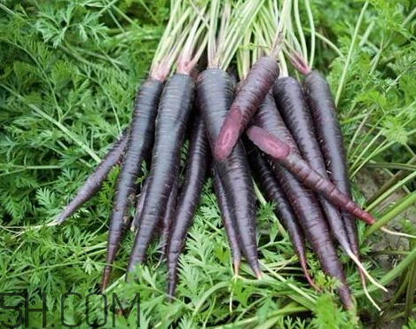 紫胡萝卜是转基因吗 紫胡萝卜的吃法