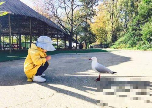 >张梓琳晒女儿照片：胖妹与海鸥面面相觑 场面搞笑可爱