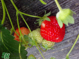 夏天可以种草莓吗？草莓夏天怎么种？
