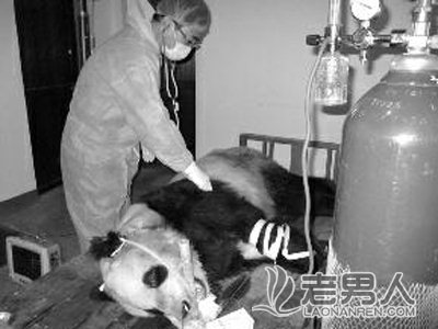 >陕西3只大熊猫感染犬瘟热死亡(图)