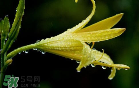 >黄花菜什么时候种植？黄花菜什么时候采摘好