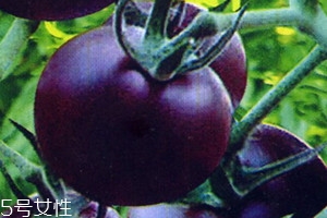 >紫番茄的功效与作用 紫番茄多少钱一斤