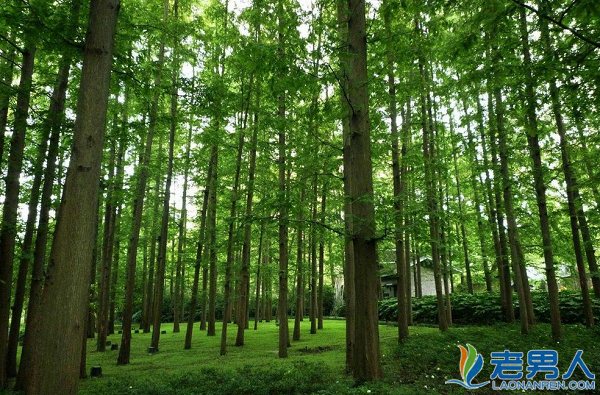 长期生态扶贫公益项目 易烊千玺粉丝公益团种出的“千玺林”
