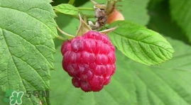 山莓是什么？山莓是水果吗？