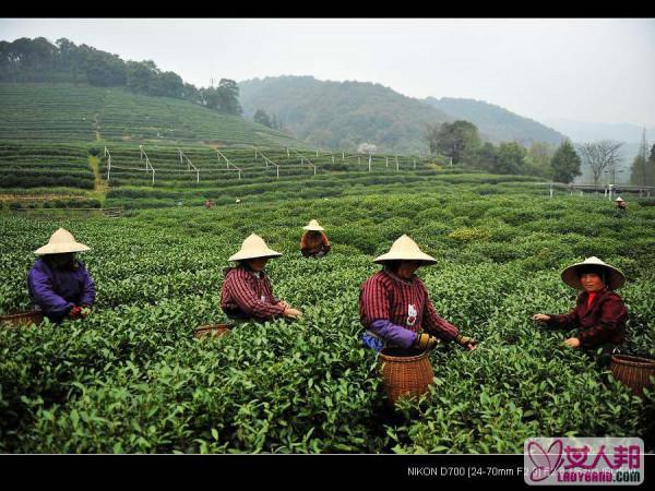 杭州梅家坞龙井茶