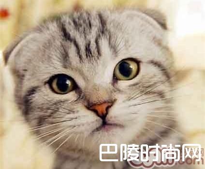 >苏格兰折耳猫价格及智商 苏格兰折耳猫好养吗多少钱一只