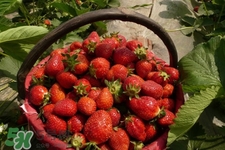 什么天气摘草莓比较好？天气多少度摘草莓最好？