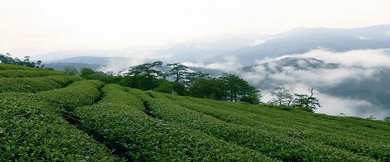 >茶叶小知识：台湾高山茶属于什么茶？