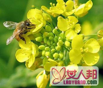 >【蜂花粉的吃法】蜂花粉的功效与作用_蜂花粉适合什么人吃