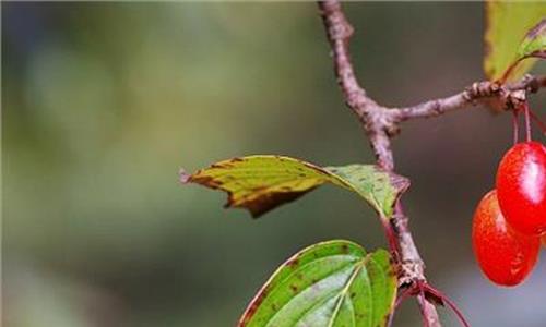 山茱萸归经 山茱萸性味与功效