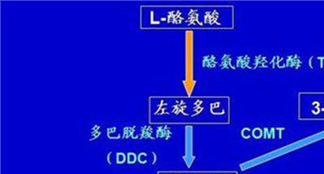 【神经递质分类】质谱成像技术可用于绘制神经递质网络