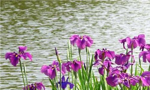 花菖蒲日本 上海植物园花菖蒲新品种征名活动