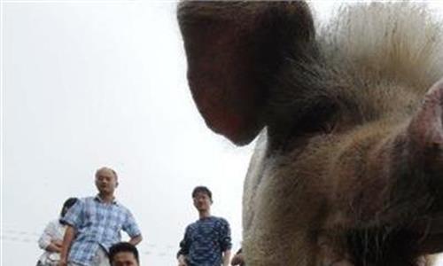 建川博物馆猪坚强 建川博物馆的“猪坚强”