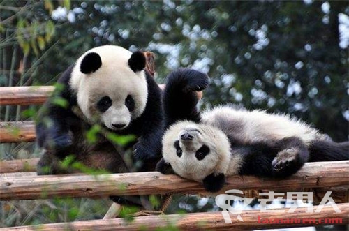 中国十大最受欢迎的动物园 哪个是你的最爱