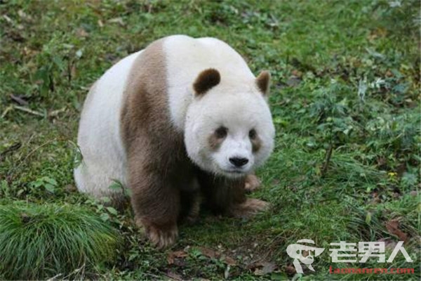 >陕西现棕色大熊猫 科学家推测基因突变所引起