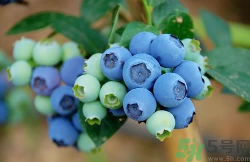 蓝莓可以泡酒喝吗?蓝莓泡酒比例是多少