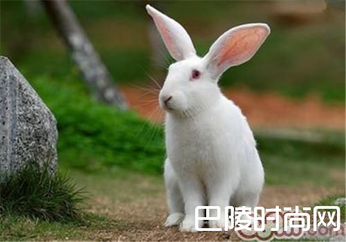 中国白兔价格及智商 中国白兔好养吗多少钱一只