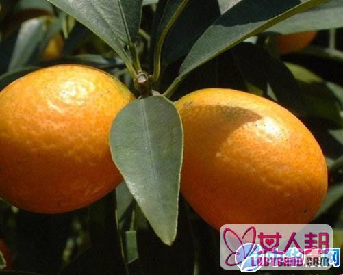 【金橘根的功效与作用】中药金橘根的功效与作用_金橘根的用法用量和禁忌注意