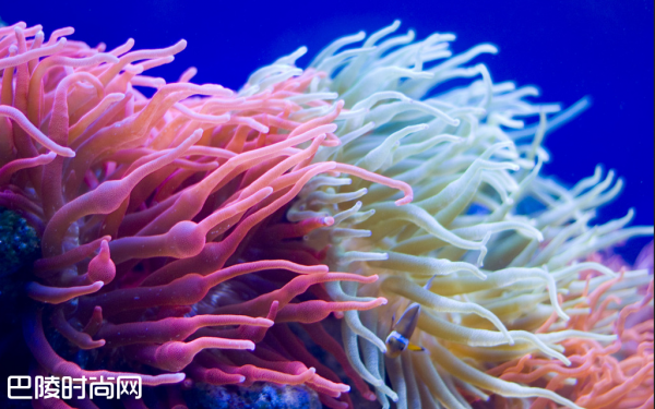 珊瑚种类有哪些     珊瑚种类图片大全