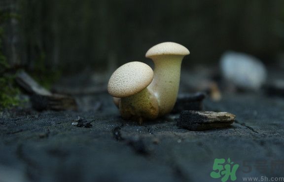 蘑菇有白毛能吃吗？蘑菇上面长了一层白毛还能吃吗？