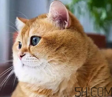 >橘猫可以活多久？橘猫能长多大？