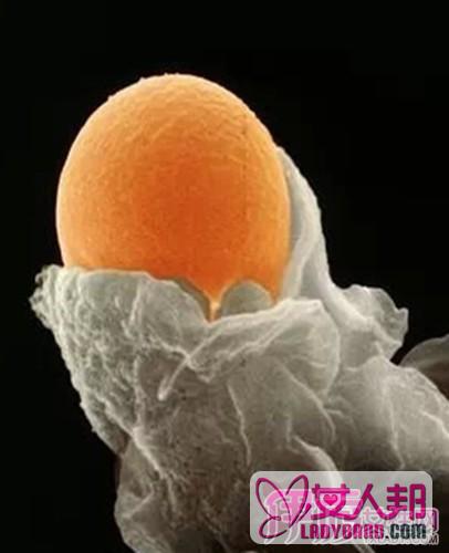 >健康须知卵泡长不大是什么原因    会影响孕育的问题