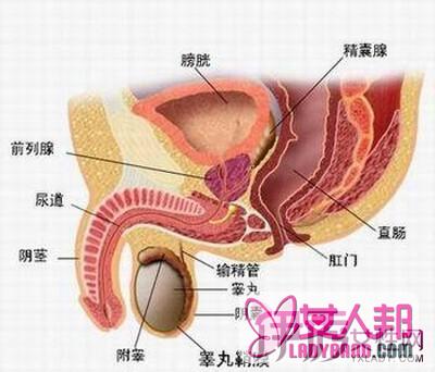 >精囊炎症状有哪些 精囊炎患者应该吃些什么？