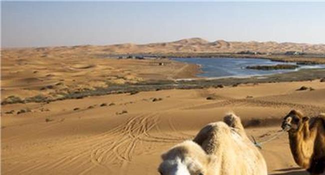 【沙漠骆驼(作业版)】沙漠骆驼涉嫌侵权 宣传公司解约