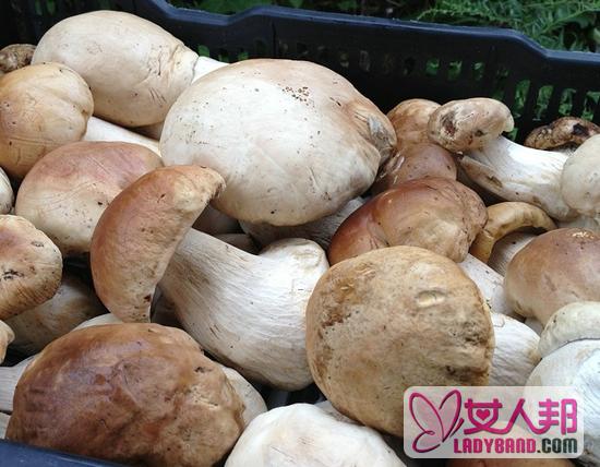 蘑菇与什么同吃容易中毒？