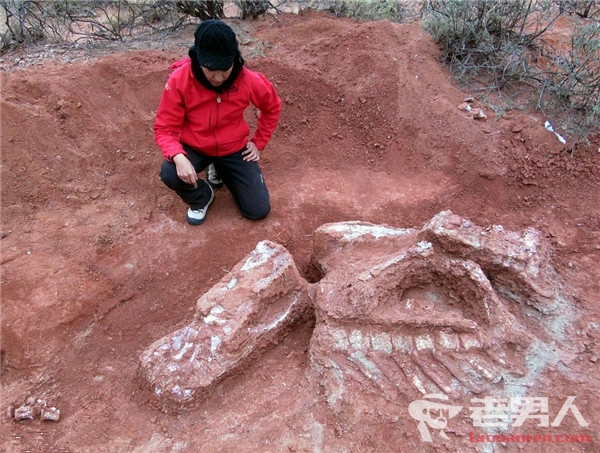 巨型恐龙遗骸出土 其生长年代距今约2亿年