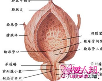 盘点前列腺的症状有哪些  食疗方法有哪些你知道吗