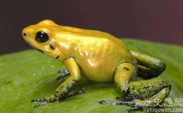 >世界上最致命的生物:是金色箭毒蛙吗