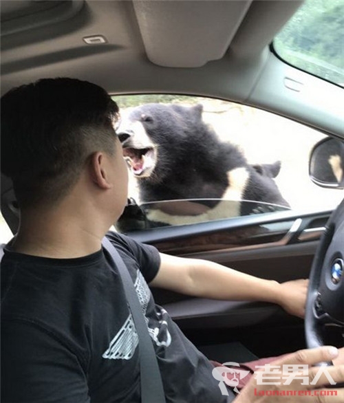 八达岭野生动物园黑熊袭击游客 工作人员：自己去医院