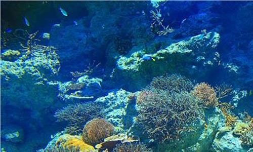 珊瑚海地图 坐看珊瑚海日红