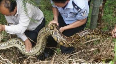 贵州大蛇吞初三女孩 贵州挖掘机挖出大蛇 贵州修高速路挖出大蛇图