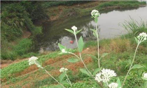 中草药市场 楚雄州双柏县:中草药种植成群众增收新渠道