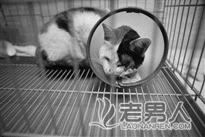 >浙江宁波发生虐猫事件：眼被戳瞎下巴被强力胶黏住