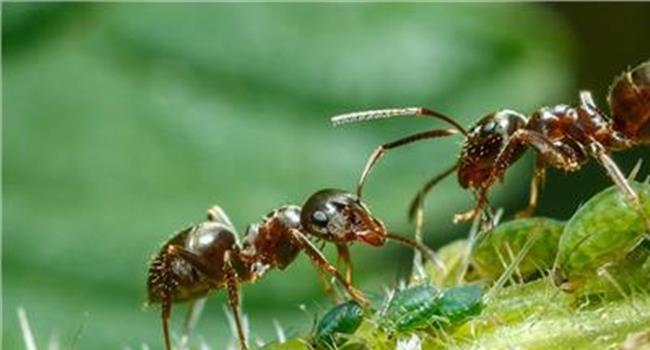 【世界上最大蚂蚁】115只大蚂蚁试图通过邮寄入境 被郑州海关截获