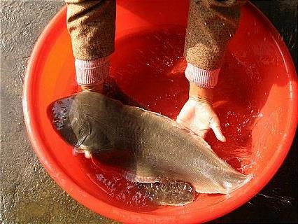 半滑舌鳎鱼养殖技术 鳎米鱼养殖技术 鳎目鱼养殖方法