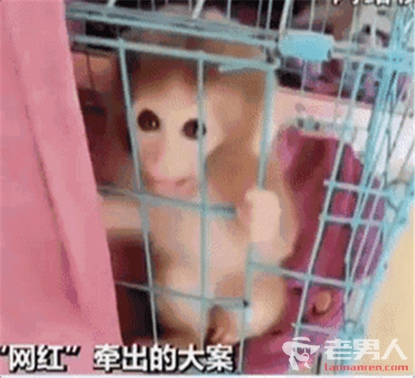 >网红直播养猴牵出大案 非法倒卖猕猴35人被抓