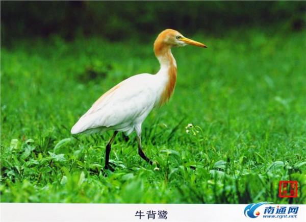 贾涛图片 老报人贾涛根鸟类摄影图片展 关注南通生态环境