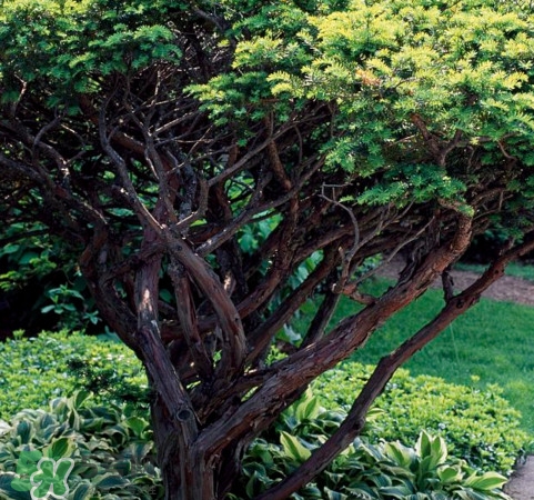 红豆杉是什么？红豆杉是裸子植物还是被子植物