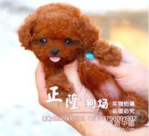 >【8图】深圳茶杯狗多少钱一只 南山区哪里有卖棕色白色泰迪熊