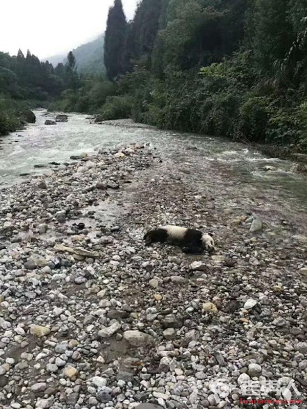 四川多地发生洪涝灾害 一只野生大熊猫不幸溺亡